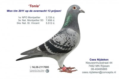 cees.jpeg